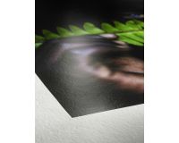 Photo Rag Pearl - 320gsm Roll